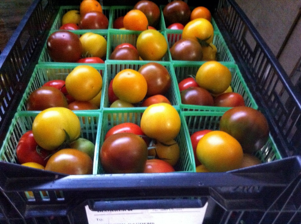 2-Cluster Tomato Medley